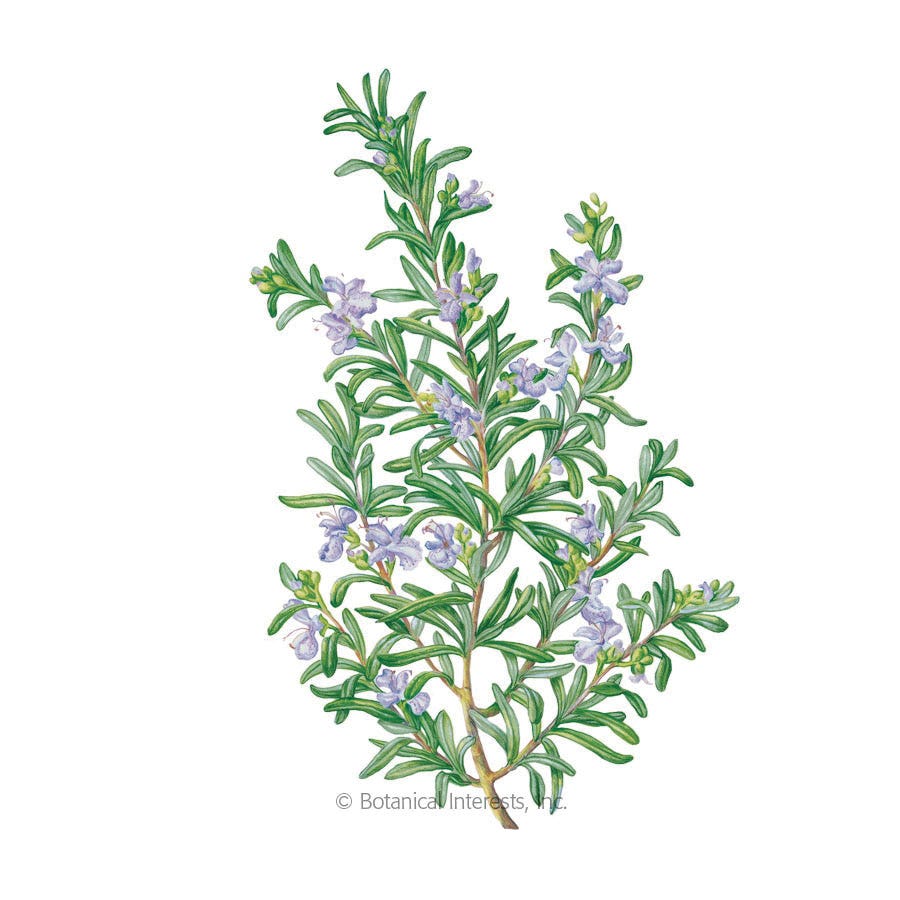 Botanical Interests Herb Seed, Rosemary, Rosmarinus Officinalis, 50 mg