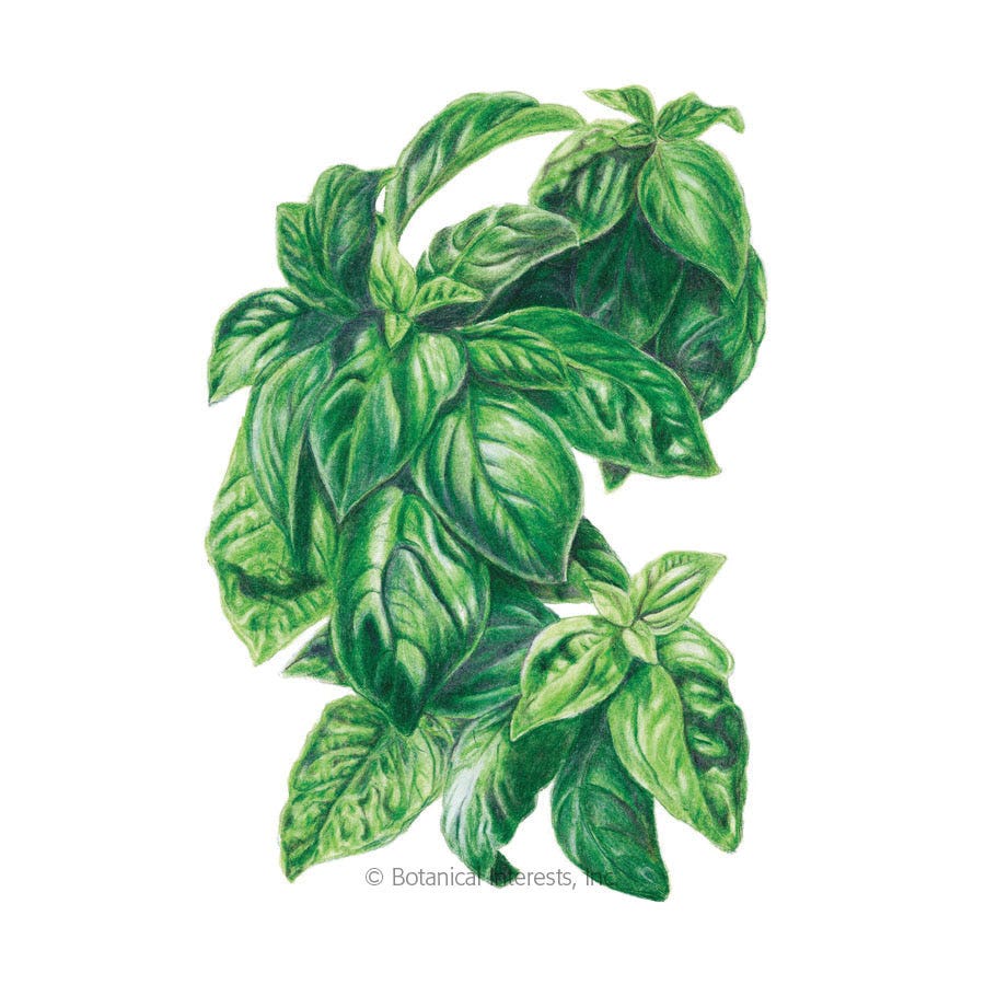 Botanical Interests Herb Seed, Genovese Basil, Ocimum Basilicum, 1.5 g
