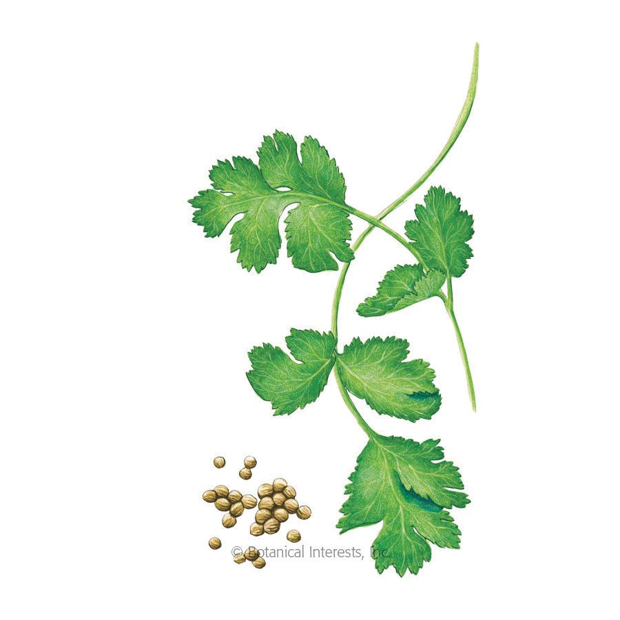 Botanical Interests Herb Seed, Coriander, Coriandrum Sativum, Fall Planting, Winter Harvest, 3 g