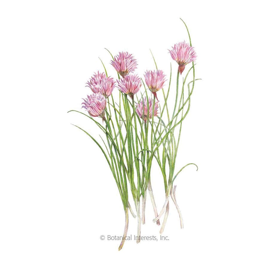 Botanical Interests Herb Seed, Chives, Allium Schoenoprasum, 500 mg