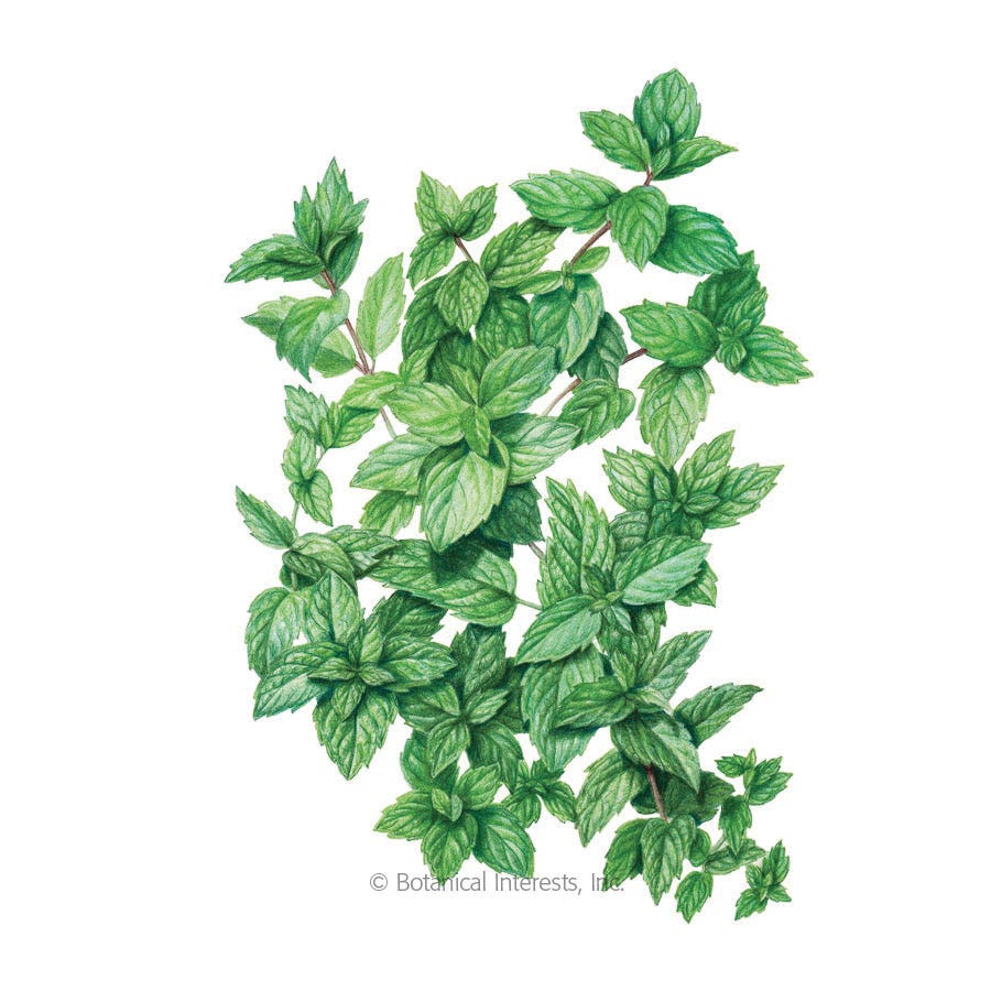 Botanical Interests Herb Seed, Mint, Mentha Spicata, 25 mg