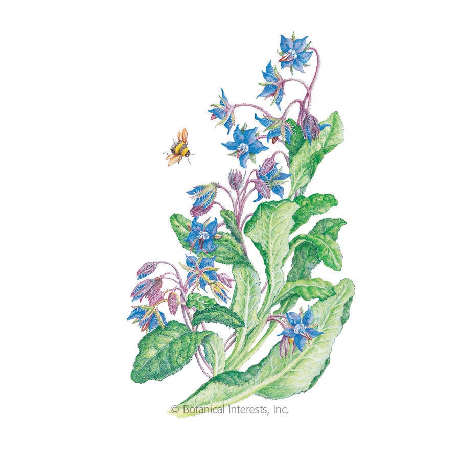 Botanical Interests Herb Seed, Borage, Borago Officinalis, 1 g