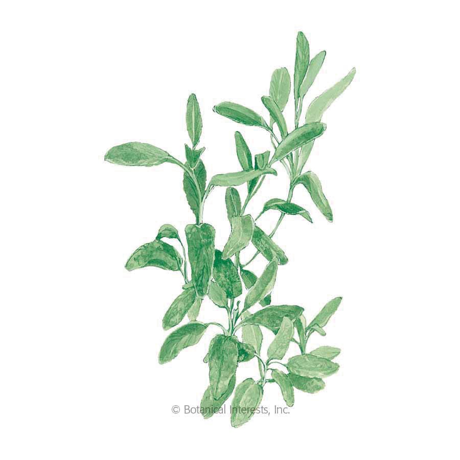Botanical Interests Herb Seed, Broadleaf Sage, Salvia Officinalis