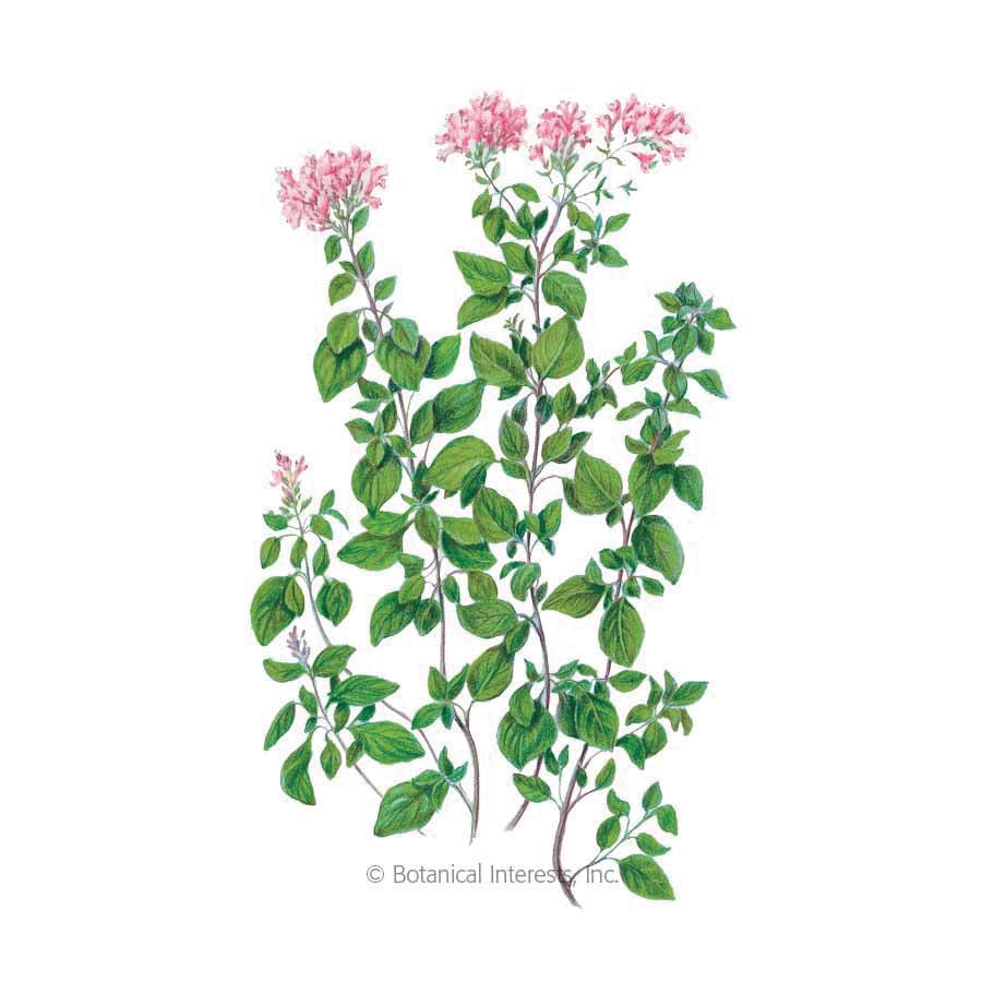 Botanical Interests Herb Seed, Common Oregano, Origanum Vulgare, 100 g