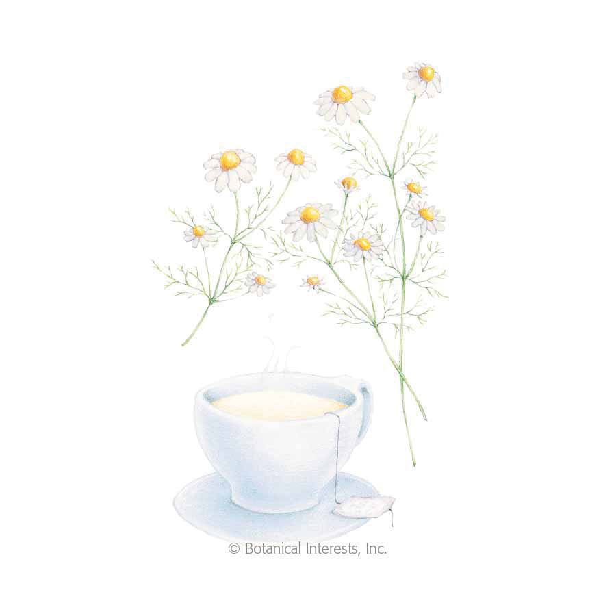 Botanical Interests Organic Flower Seed, German Chamomile, Matricaria Recutita, Spring to Summer Bloom, White Bloom