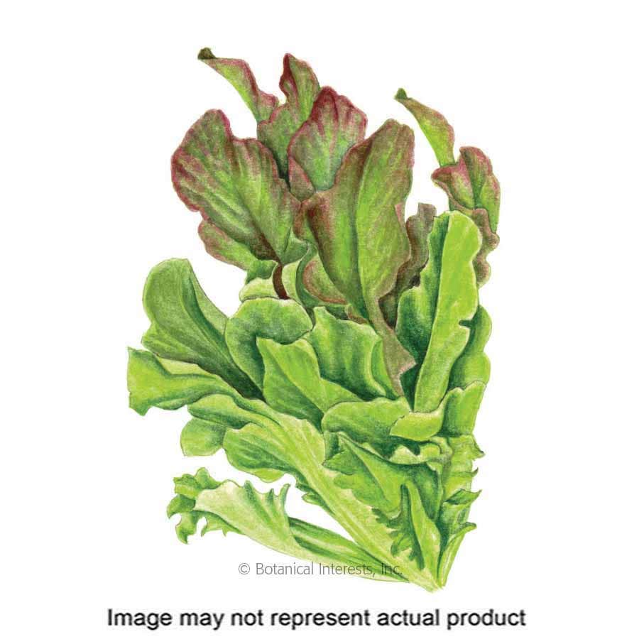 Botanical Interests Herb Seed, Salad Bowl Blend Leaf Lettuce, Lactuca Sativa, 1 g