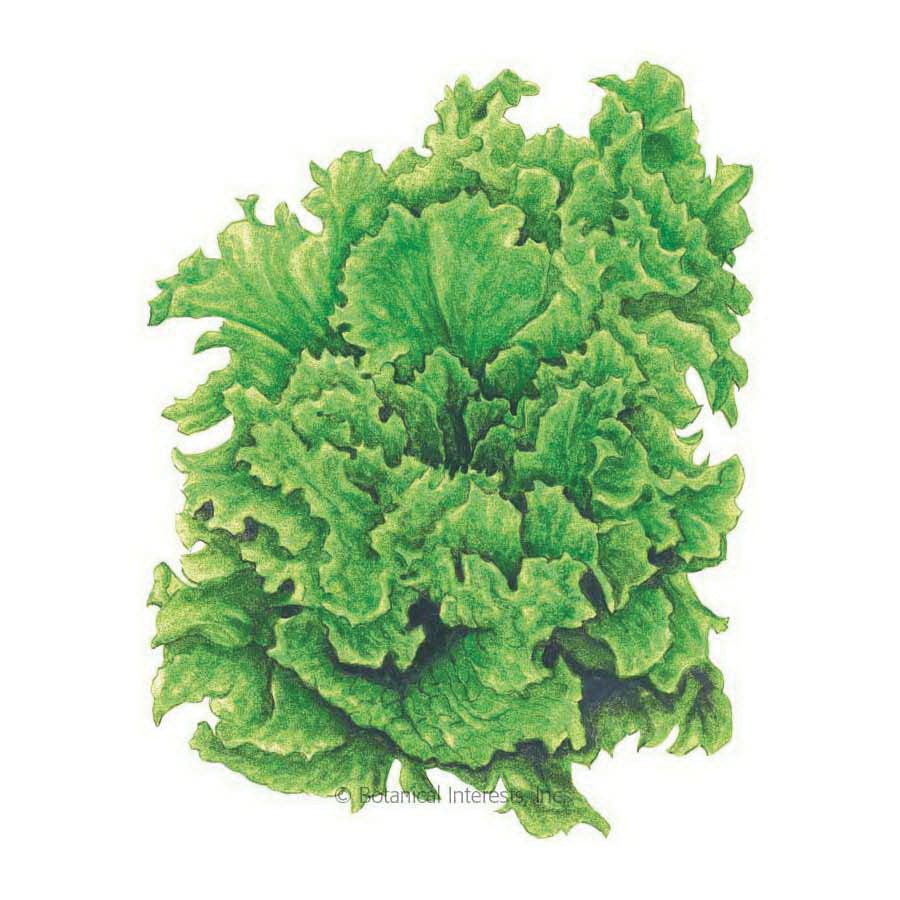 Botanical Interests Herb Seed, Blacked Simpson Leaf Lettuce, Lactuca Sativa, 1 g
