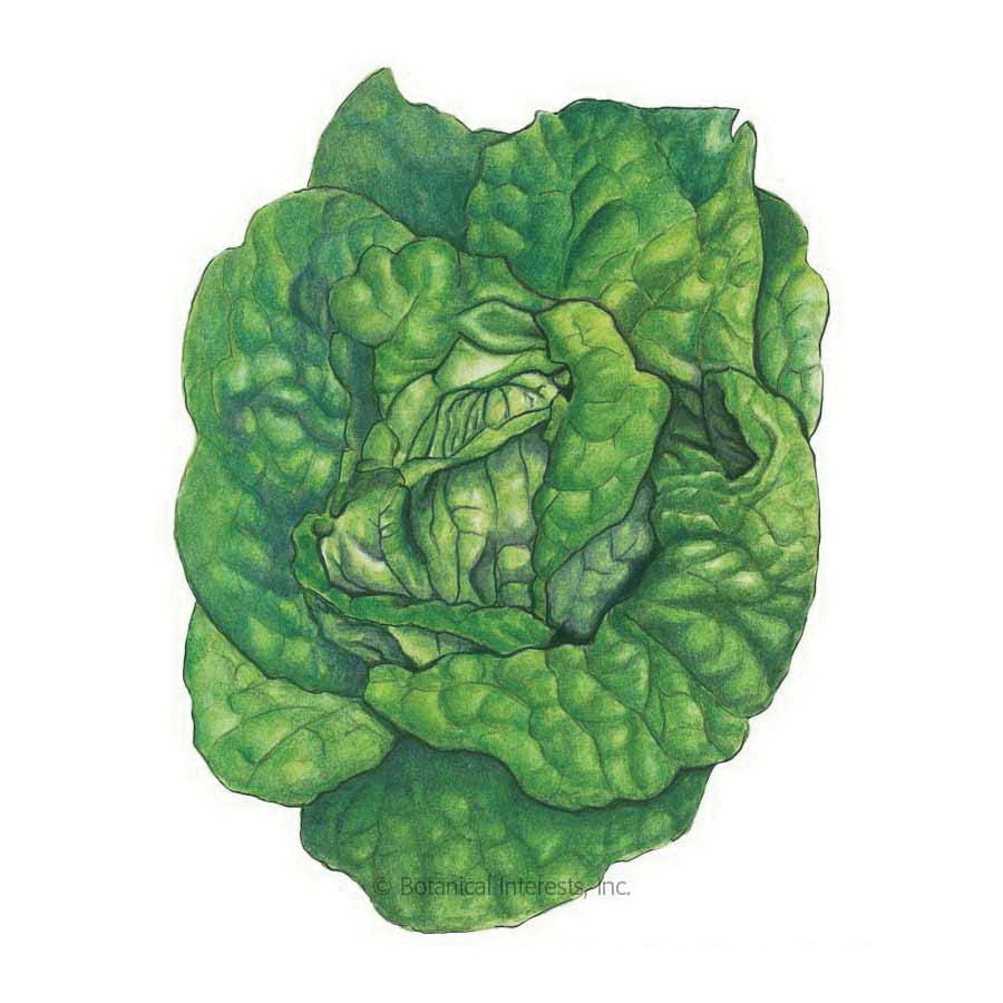 Botanical Interests Herb Seed, Buttercrunch Butterhead Lettuce, Lactuca Sativa, 1 g