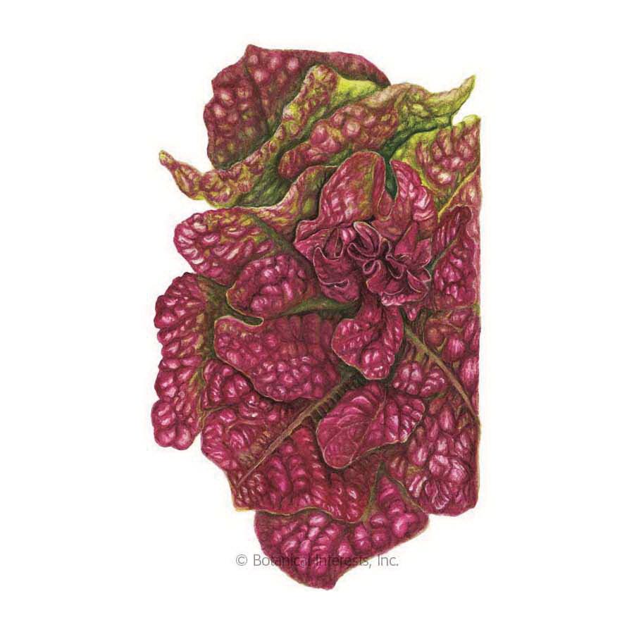 Botanical Interests Herb Seed, Butterhead Lettuce, Lactuca Sativa, 1 g