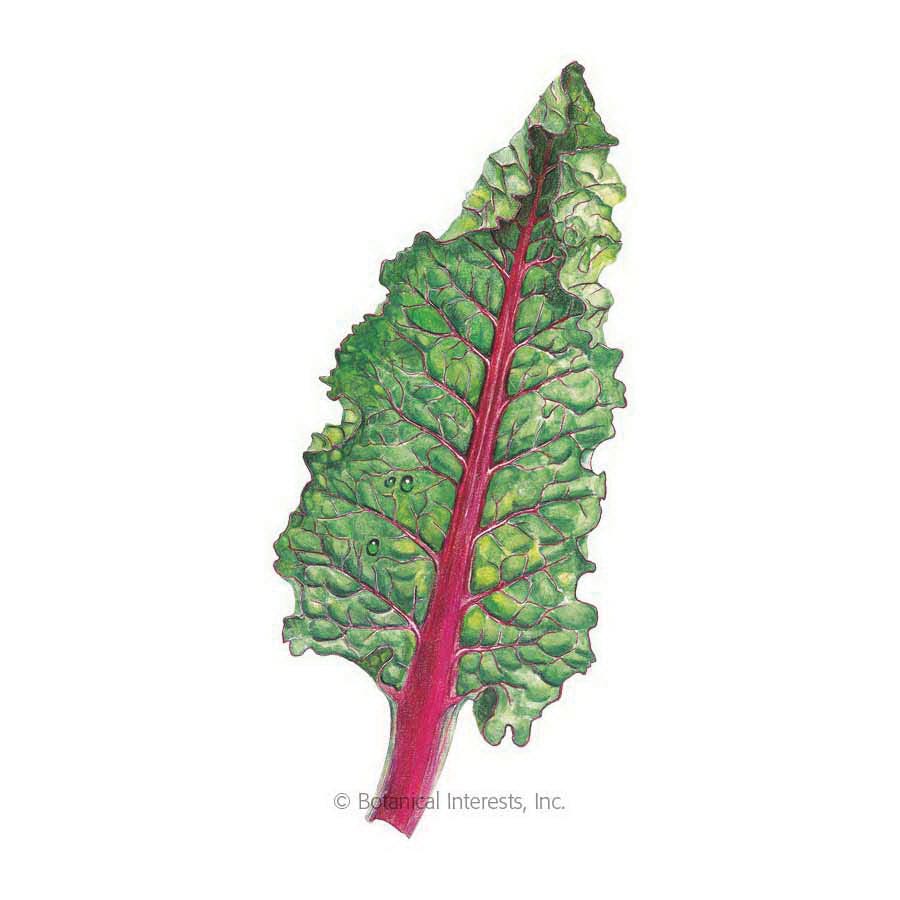 Botanical Interests Herb Seed, Swiss Chard, Beta Vulgaris Subsp, 2 g