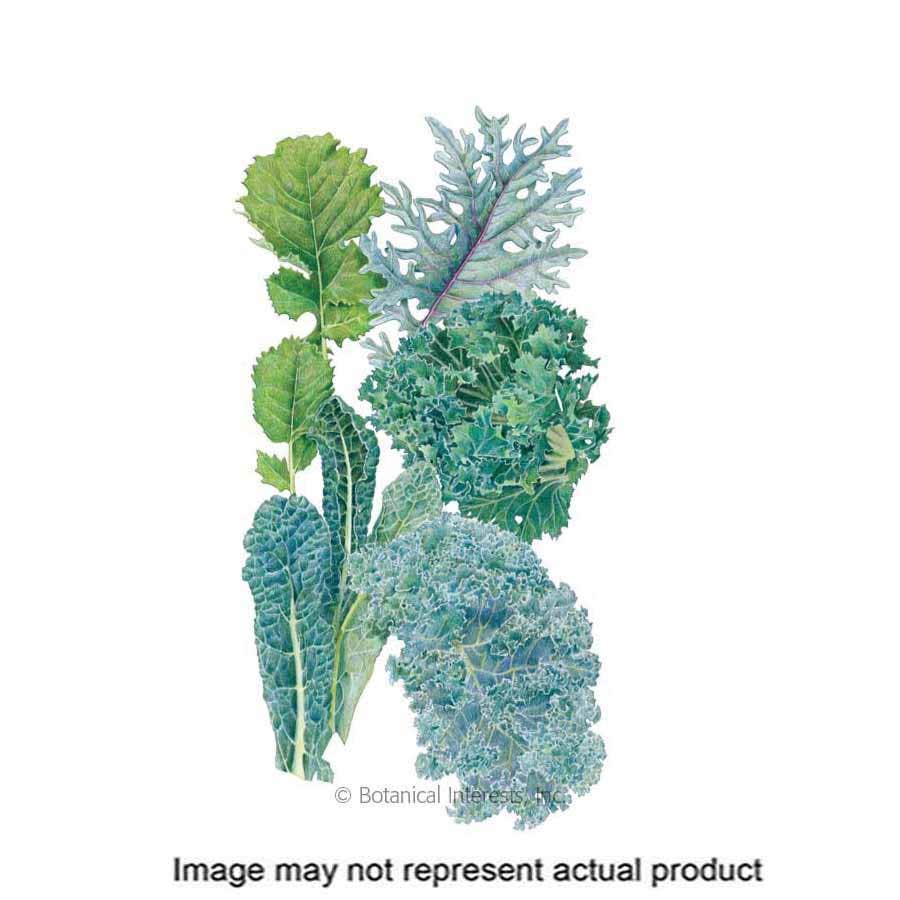 Botanical Interests Vegetable Seed, Kale, Brassica Oleracea and B Nanus, 3 g