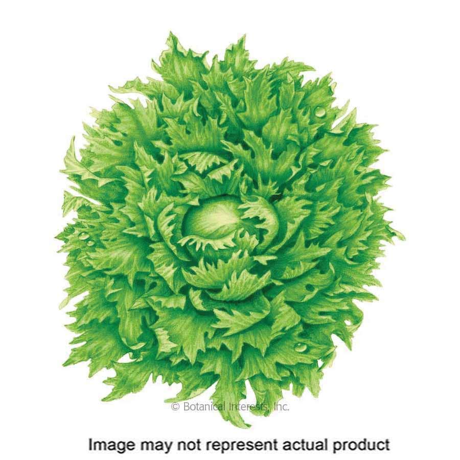 Botanical Interests Vegetable Seed, Summer Crisp Lettuce, Lactuca Sativa, Fall, Winter Planting, 1 g