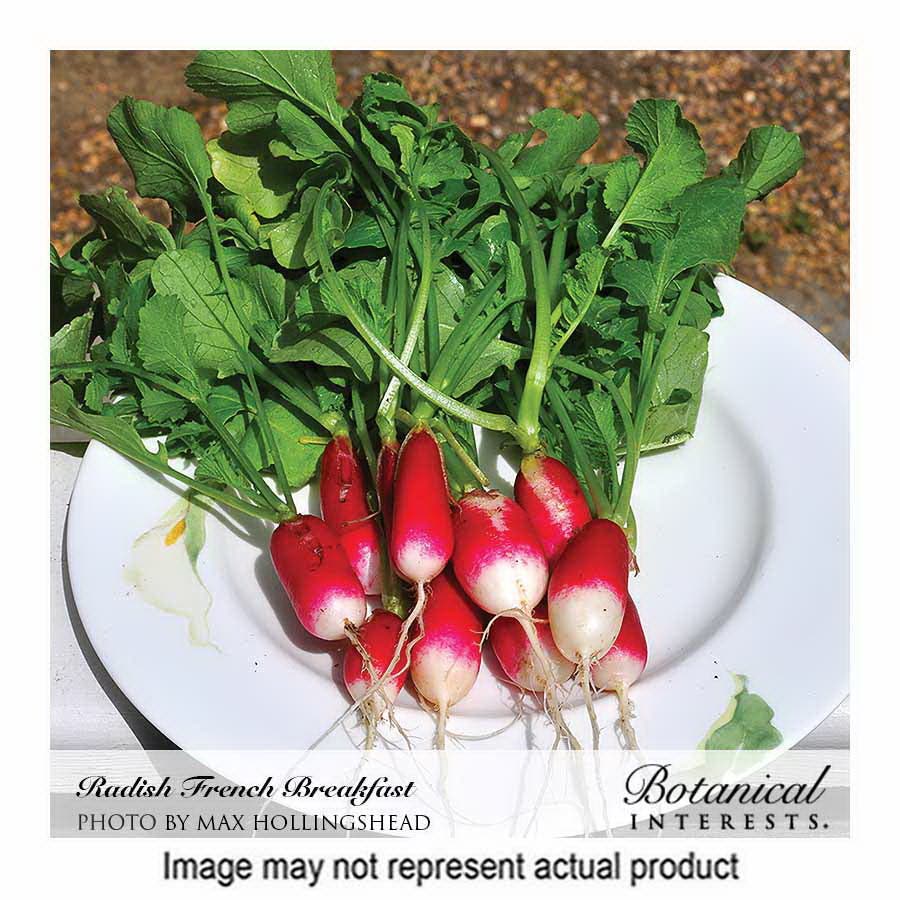 Botanical Interests Vegetable Seed, Radish, Raphanus Sativus, Late Summer Planting, 3 g