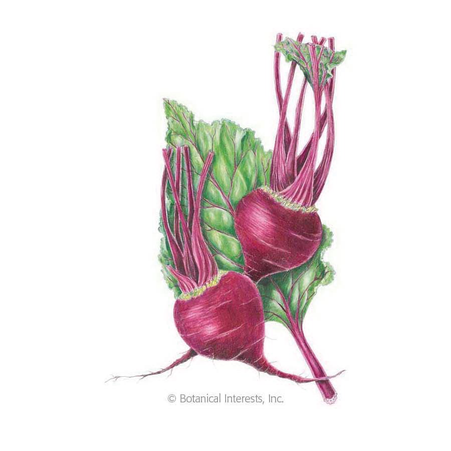 Botanical Interests Vegetable Seed, Beet, Beta Vulgaris, Fall Planting, Winter Harvest, 2 g