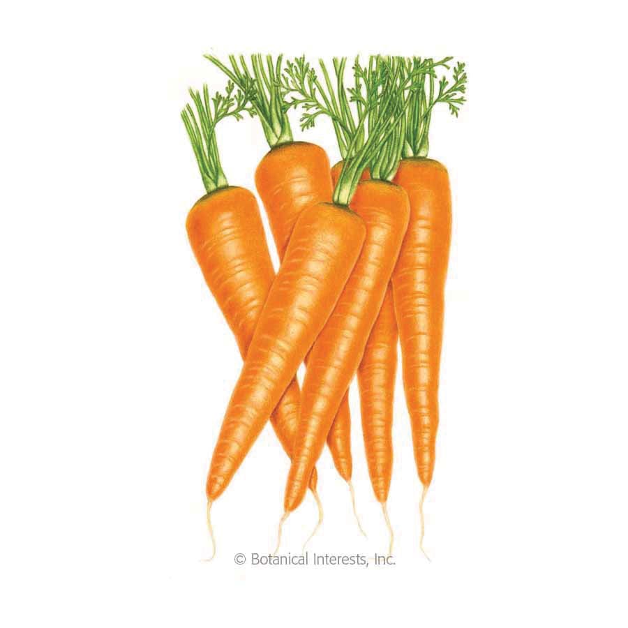 Botanical Interests Vegetable Seed, Carrot, Daucus Carota, Fall, Winter, Spring Planting, 1 g