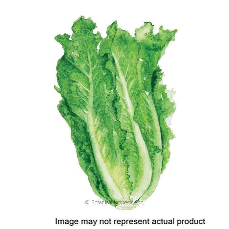 Botanical Interests Vegetable Seed, Romaine Lettuce, Lactuca Sativa, Fall, Winter Planting, 1 g