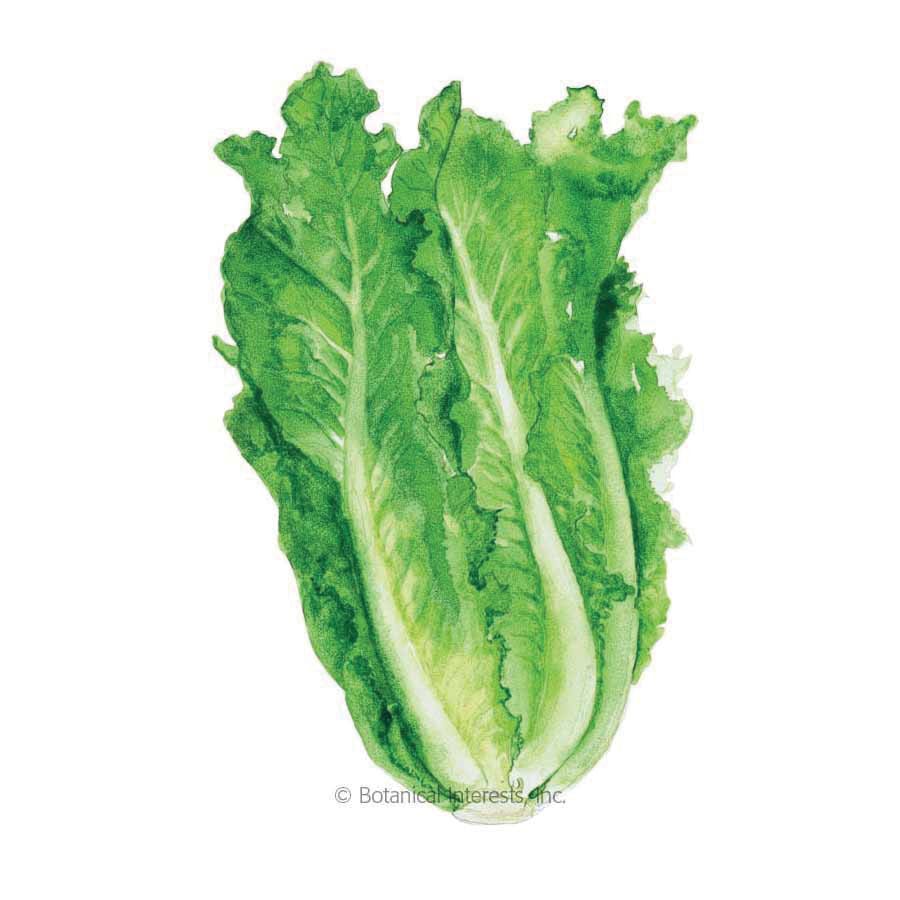 Botanical Interests Vegetable Seed, Romaine Lettuce, Lactuca Sativa, Fall, Winter Planting, 1 g