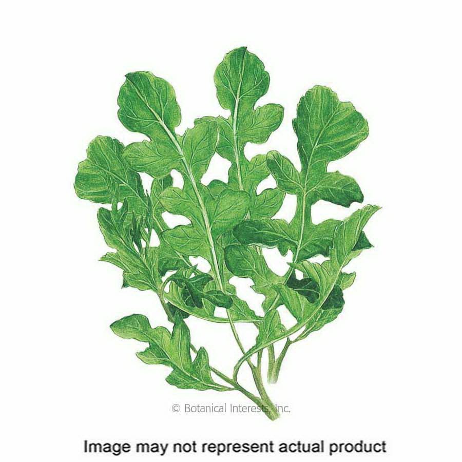 Botanical Interests Vegetable Seed, Arugula, Eruca Vesicaria Subsp Sativa, Fall Planting, Winter Harvest, 1 g