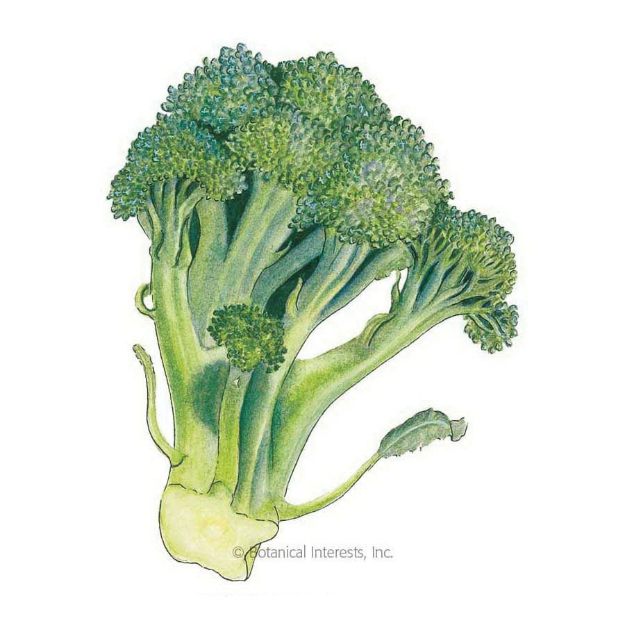 Botanical Interests Vegetable Seed, Broccoli, Brassica Oleracea Var italica, Fall, Winter Planting, 2 g