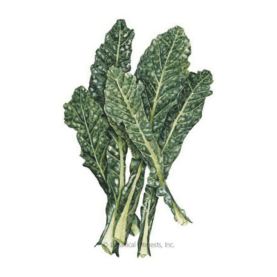 Botanical Interests Vegetable Seed, Kale, Brassica Oleracea, Fall Planting, 500 mg