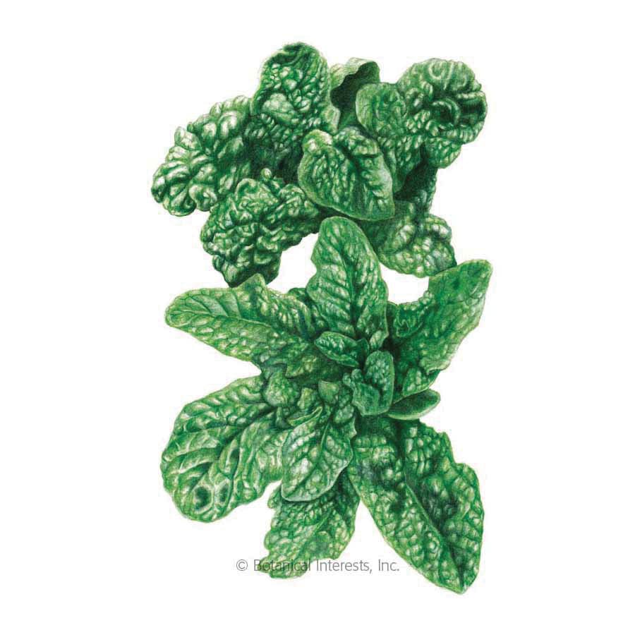 Botanical Interests Vegetable Seed, Spinach, Spinacia Oleracea, 3 g
