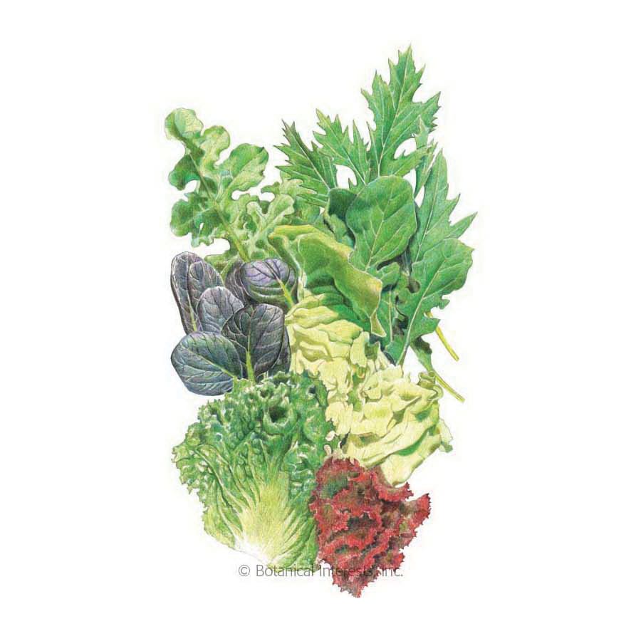 Botanical Interests Vegetable Seed, Mesclun Lettuce, Brassica Rapa, Eruca Sativa, Lactuca Sativa, 1.5 g