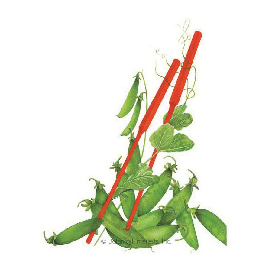 Botanical Interests Vegetable Seed, Snow Pea, Pisum Sativum, Fall, Winter Planting, Winter Harvest, 15 g