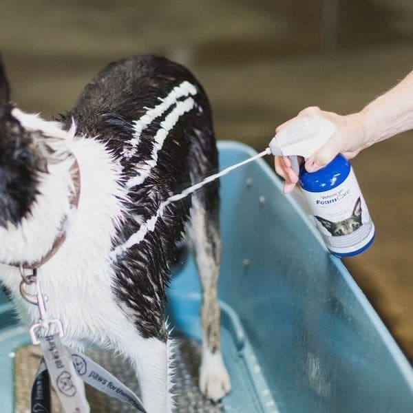 Vetericyn FoamCare Medicated Pet Shampoo, Liquid, Light Straw, Mild Surfactant, 16 oz