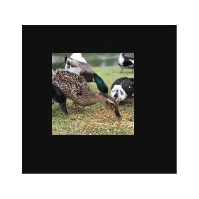 Happy Hen Treats Duck Pond Medley Hen Treat, 2 lb