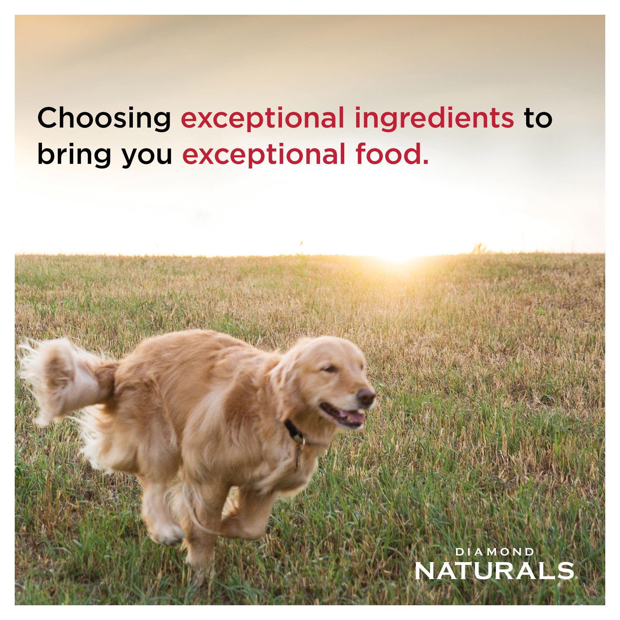 Diamond Naturals Large Breed Chicken Meal & Rice Dry Dog Food, 40 lb