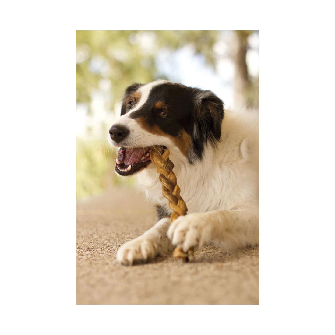 Redbarn Braided Bully Stick, 7 in