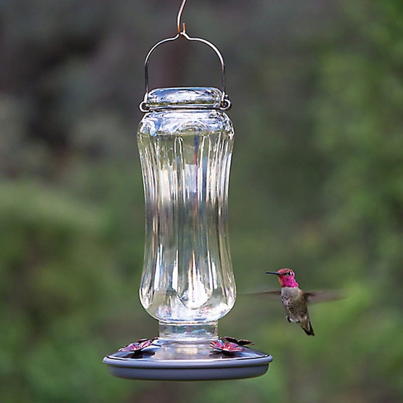 Perky-Pet Bird Feeder, 16 oz, 4-Port/Perch, Glass, Clear, 12 in H, Hanging Mounting
