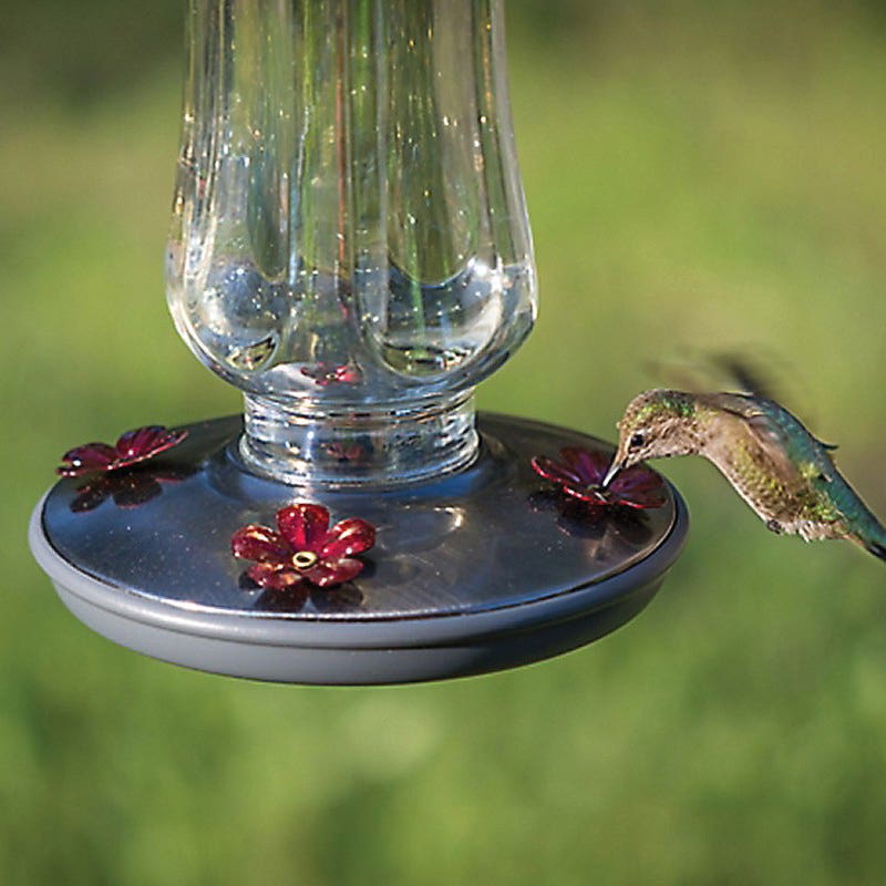 Perky-Pet Bird Feeder, 16 oz, 4-Port/Perch, Glass, Clear, 12 in H, Hanging Mounting
