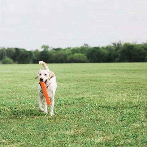 Chuckit! Dog Toy, L, Fetch Toy, Rubber, Orange