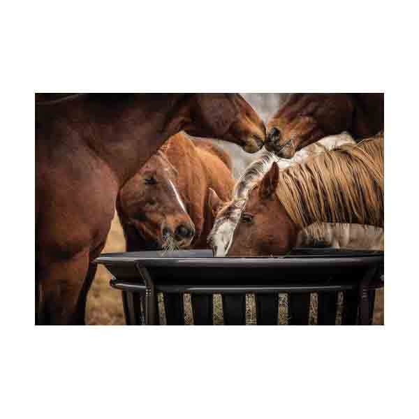 Tarter EHB Equine Hay Basket Powder?Coated