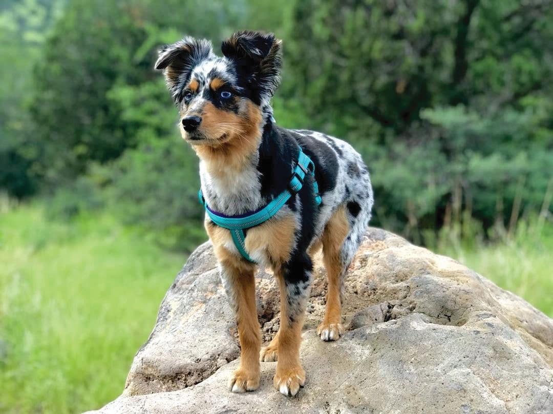 Terrain D.O.G.® Reflective Neoprene Lined Dog Harness, Mint, 13 to 20"