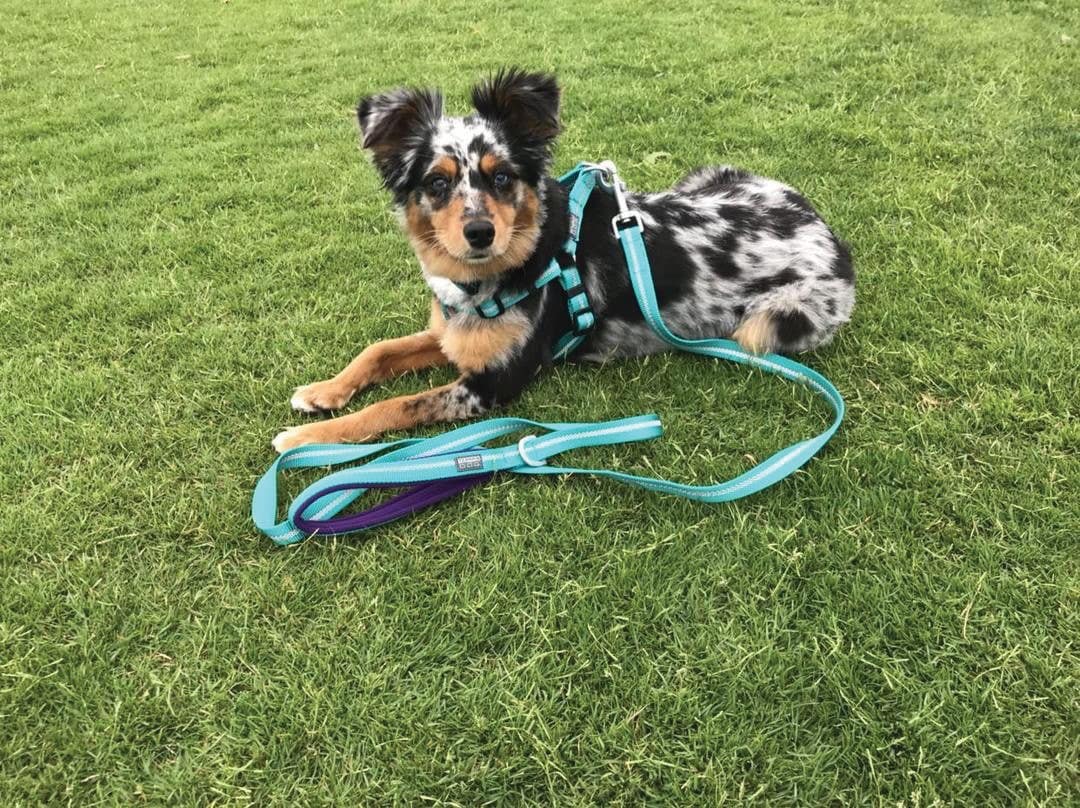 Terrain D.O.G.® Reflective Neoprene Lined Dog Harness, Mint, 13 to 20"