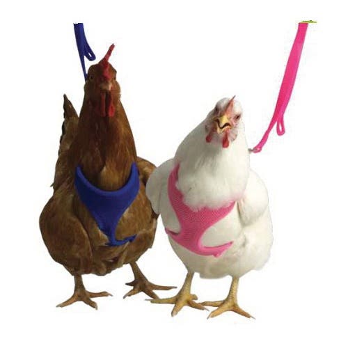 Valhoma Chicken Walking Leash, 6 ft L, 3/8 in W, 1-Ply, Nylon Line, Blue