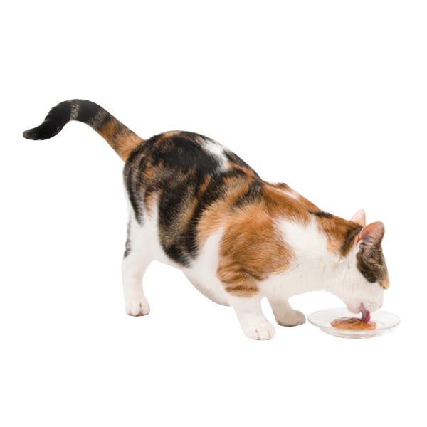 Catit Cat Treat, Tuna Flavor, 15 g Tube