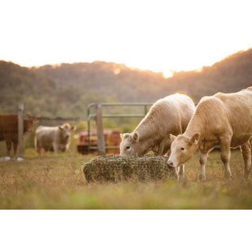 Texas Haynet Bale Hay Net, Square, Nylon