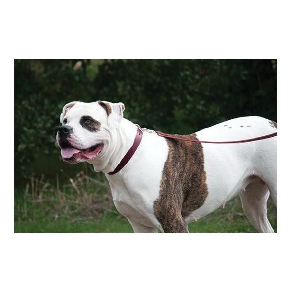 Weaver Pet Leather Heritage Choice Collar, 15-Inch