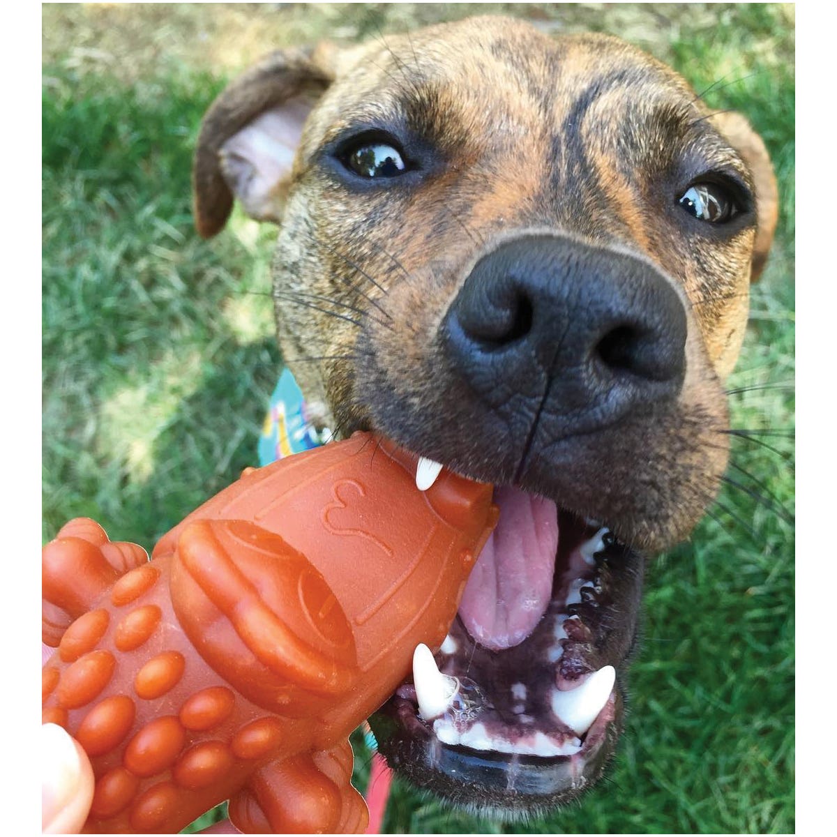 Whimzees Alligator Dog Dental Chew, Small Breed