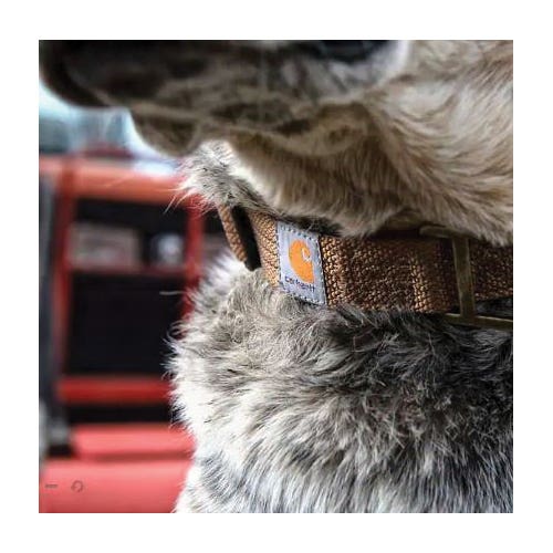 Carhartt Tradesman Dog Collar, 12 to 18 in Neck, 1 in W Collar, Duck Canvas/Nylon, Hunter Orange