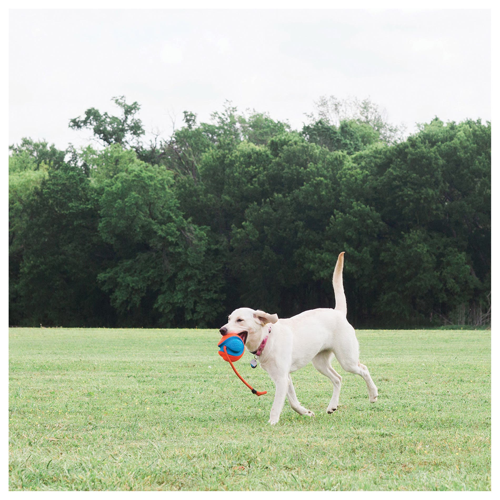 Chuckit! Rope Fetch Dog Toy, One-Size, Ball, Rope and Tug, EVA/Polyester Oxford, Orange