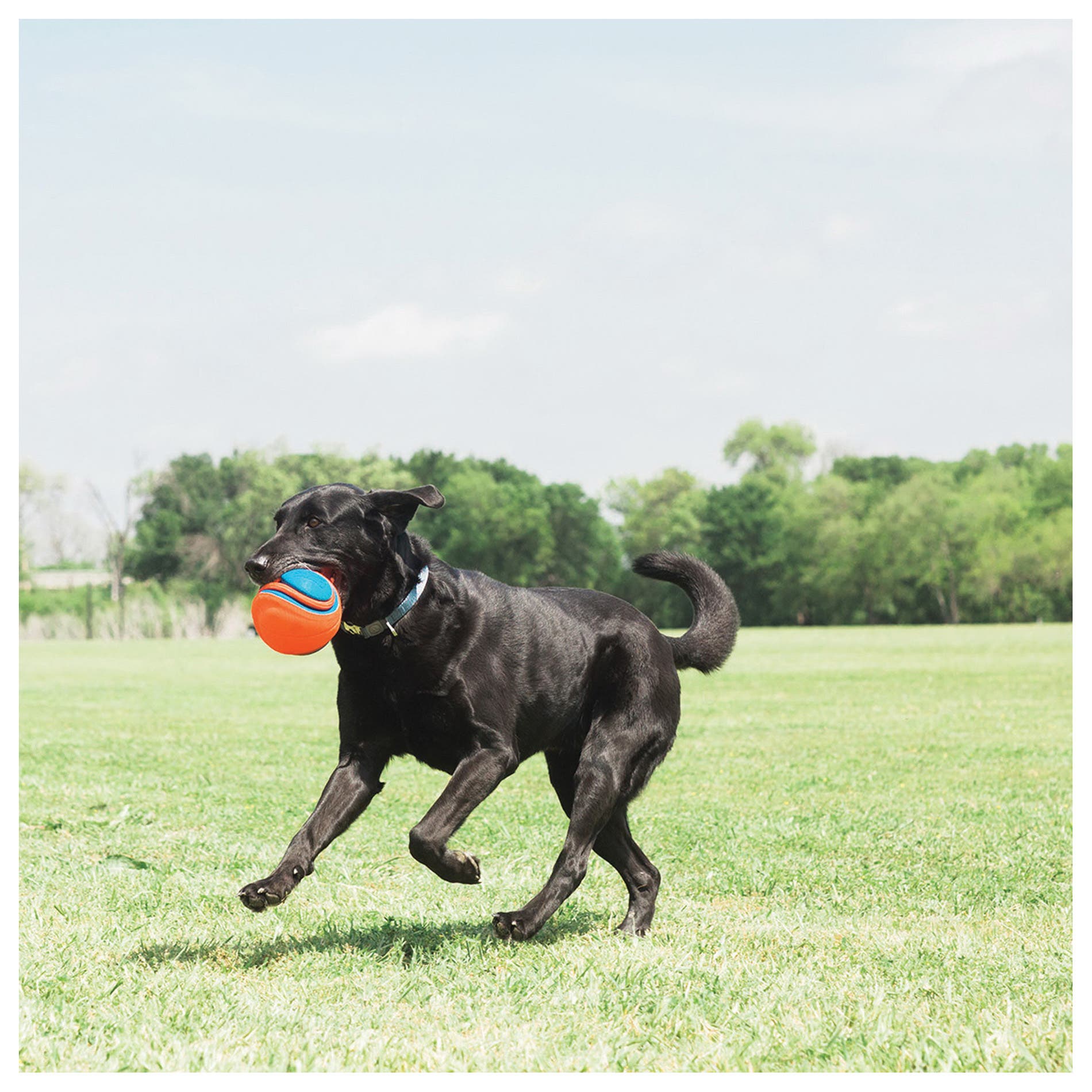 Chuckit! Rope Fetch Dog Toy, One-Size, Ball, Rope and Tug, EVA/Polyester Oxford, Orange