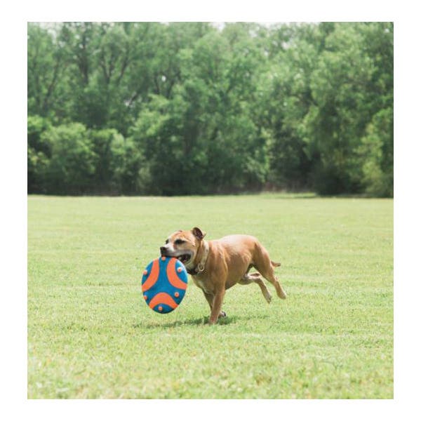 Chuckit! Whistle Flight Dog Toy, One-Size, Interactive Toy, Disc, Rubber, Blue/Orange