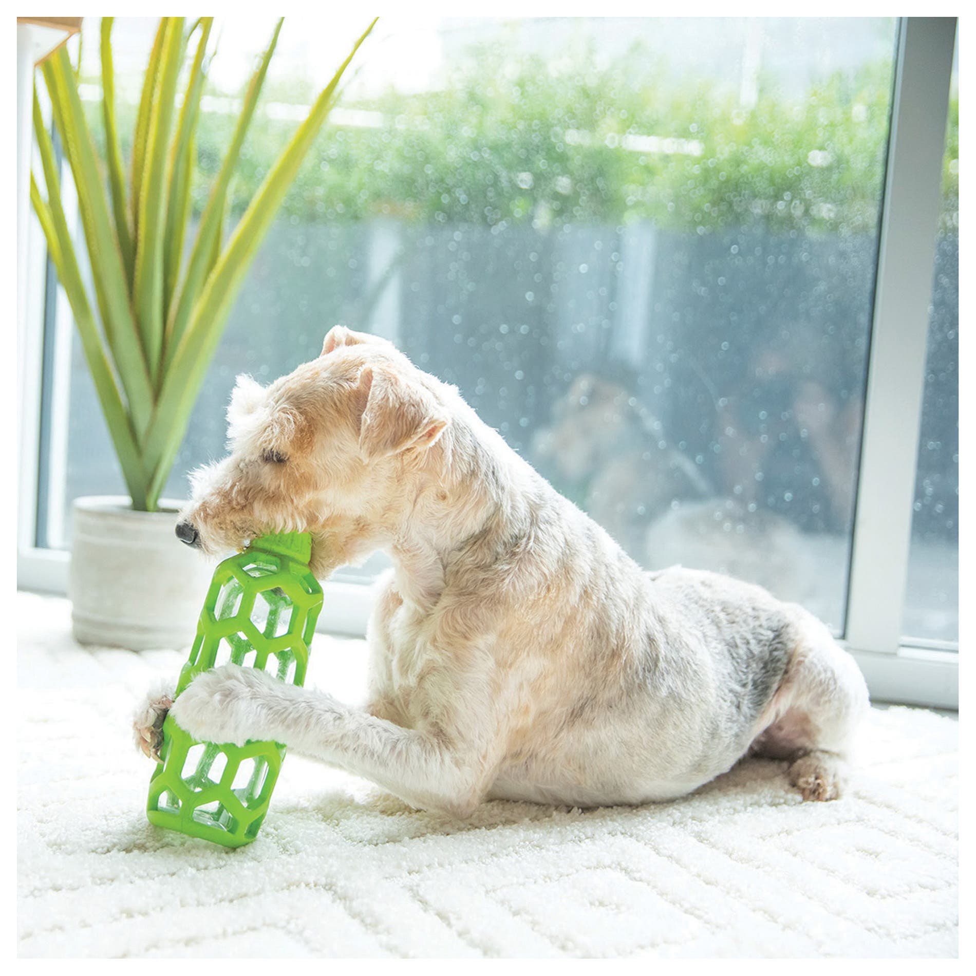 JW Hol-ee Dog Toy, M, Water Bottle, Rubber, Green