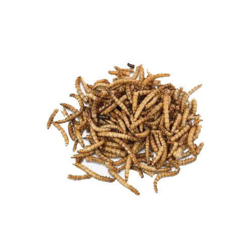 Manna Pro Mealworm Munchies 0010310275 Poultry Treat, Bag, 30 oz