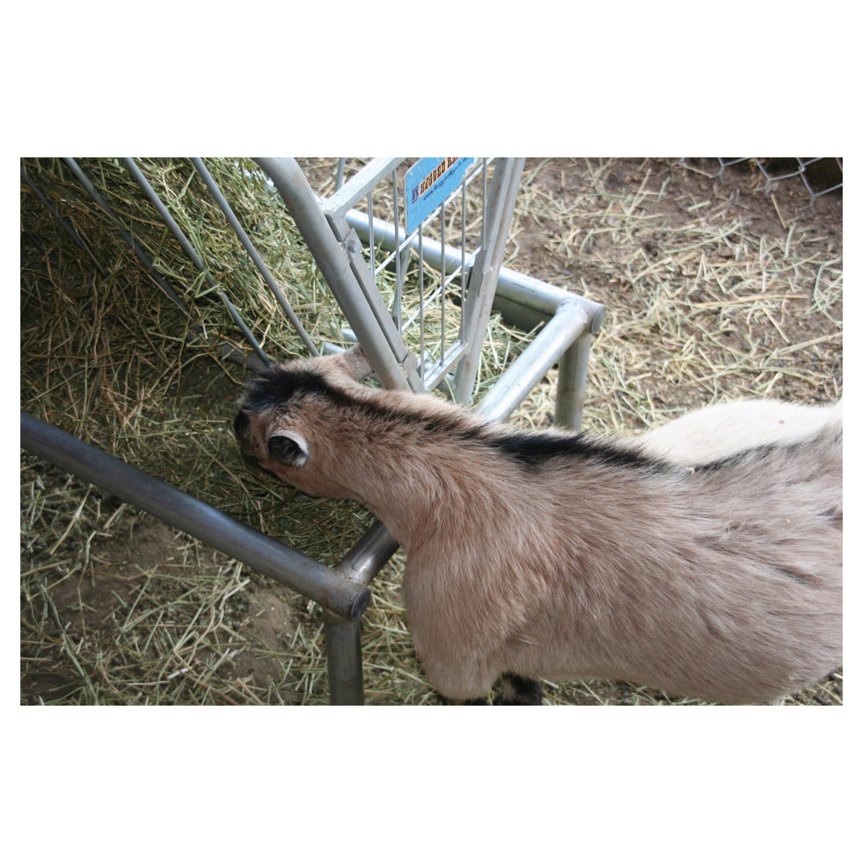 Rugged Ranch Galvanized Steel Pasture Feeder