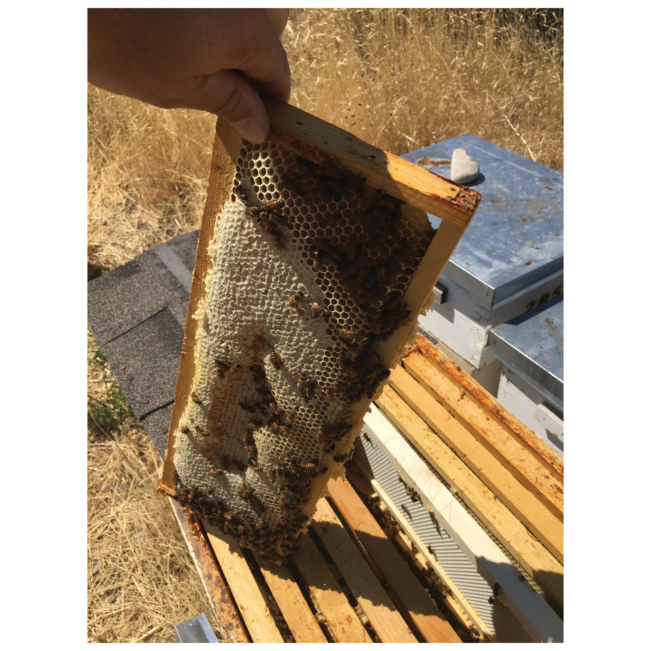 Harvest Lane Honey Bee Hive Box, Medium, Wood, White